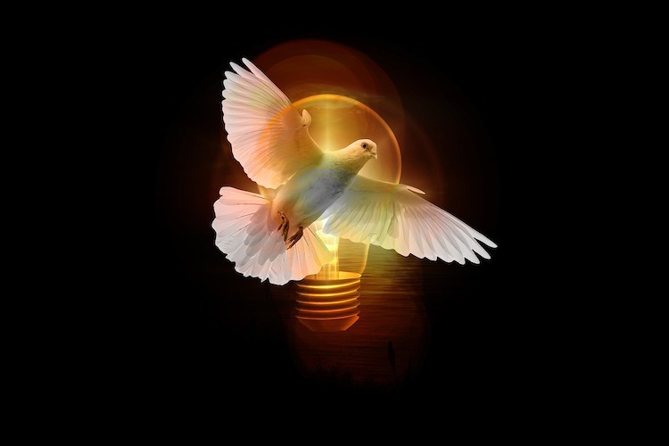 Dove750PXjpg