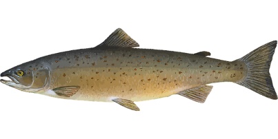 salmon 400CF
