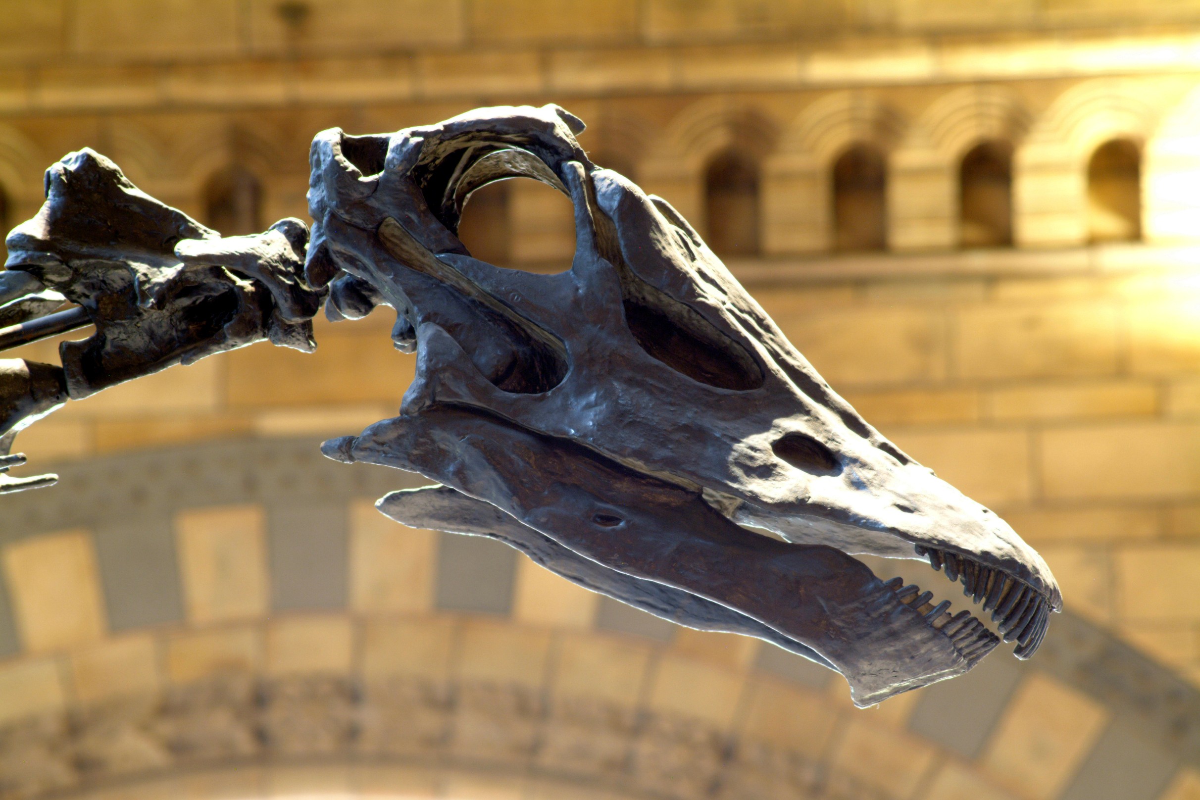 Dippy the diplodocus (c) Trust