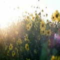 Nurturing Mental Health in the Workplace