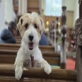 Blessing the pets at Horning Church